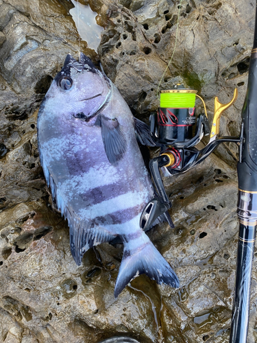 イシダイの釣果