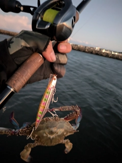 カニの釣果