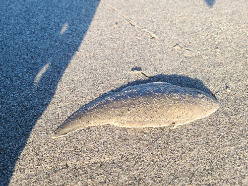 シタビラメの釣果