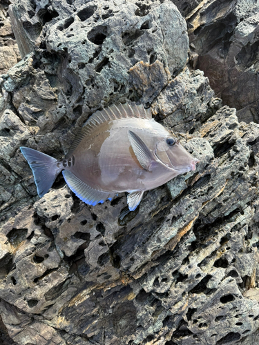 ニザダイの釣果