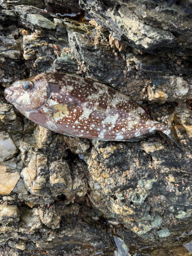 バリの釣果