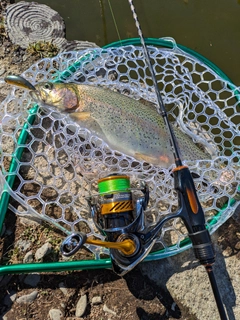 ニジマスの釣果