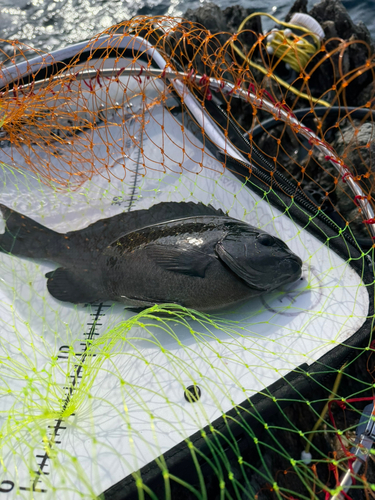 メジナの釣果