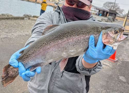 ニジマスの釣果