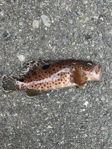 オオモンハタの釣果