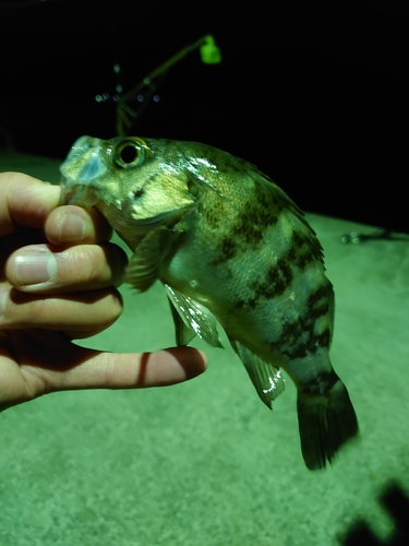 メバルの釣果