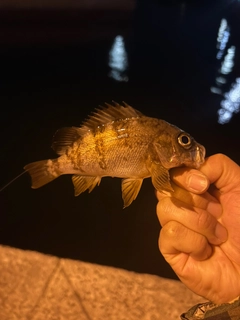 メバルの釣果