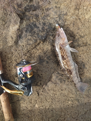 アイナメの釣果