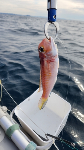 アマダイの釣果