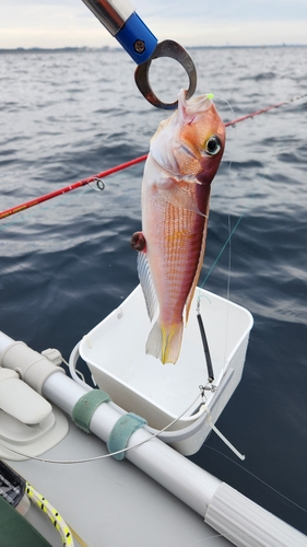 アマダイの釣果