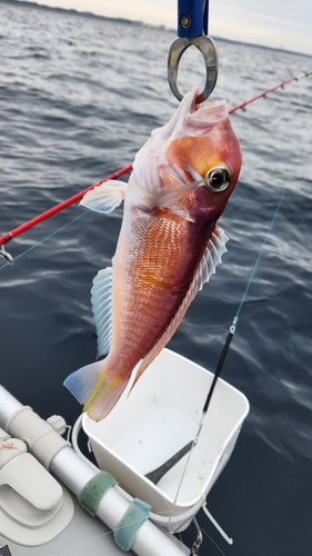 アマダイの釣果