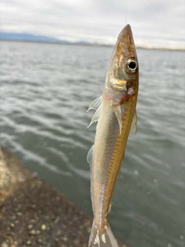 キスの釣果