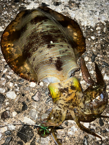 アオリイカの釣果