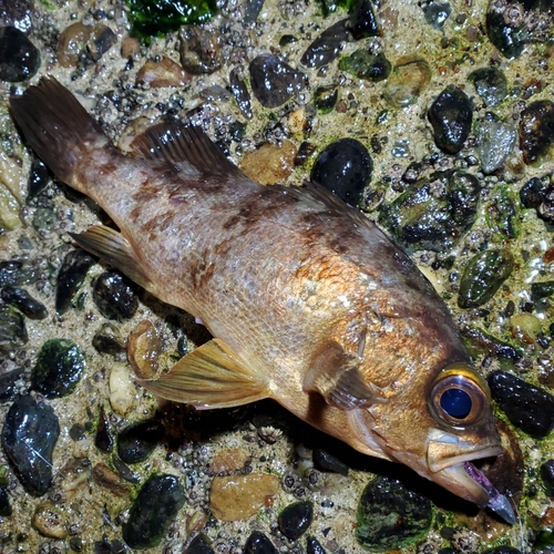 メバルの釣果