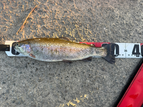 ニジマスの釣果