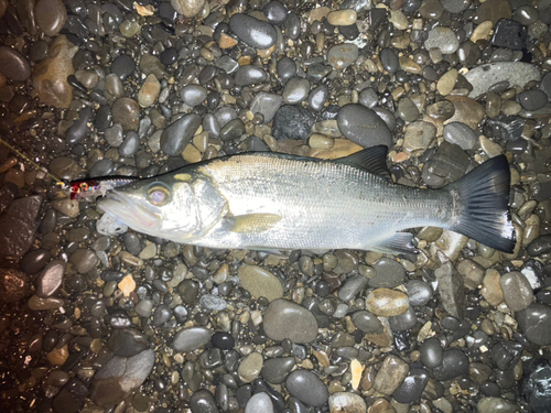 ヒラスズキの釣果