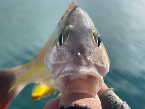 オキフエダイの釣果