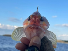 アカハタの釣果