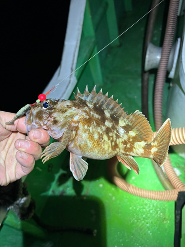 カサゴの釣果