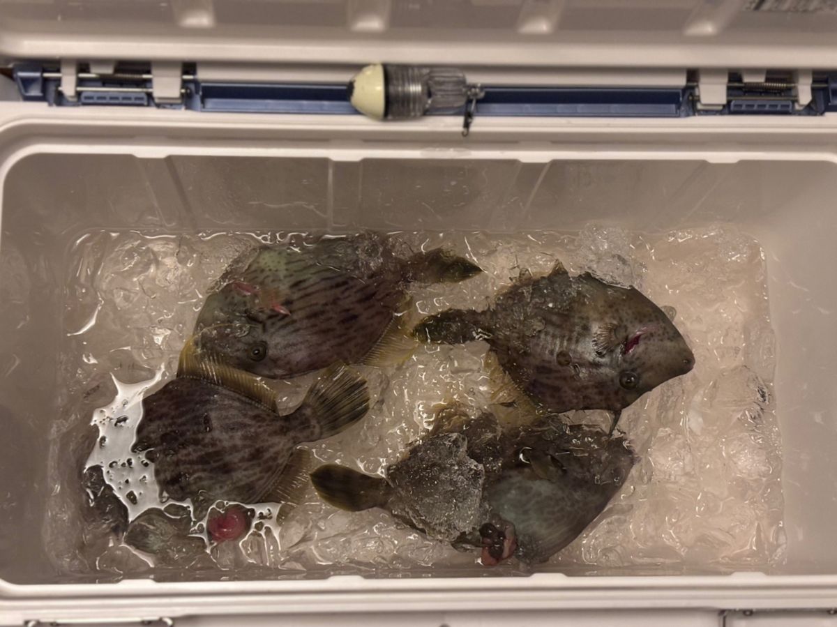 もふもふあきさんの釣果 1枚目の画像