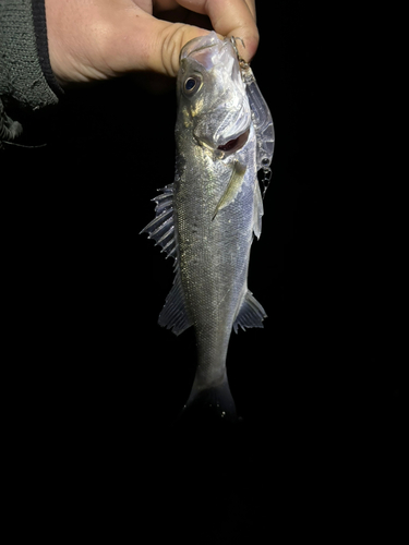 スズキの釣果