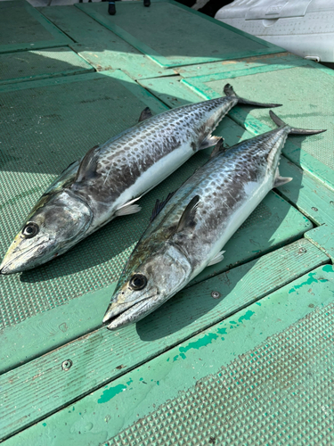 サワラの釣果