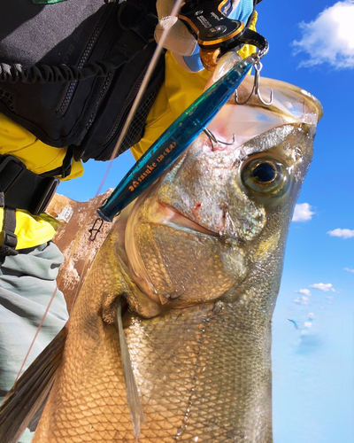 ヒラスズキの釣果