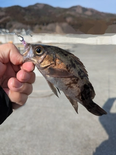 メバルの釣果