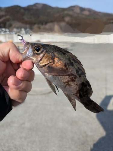 メバルの釣果