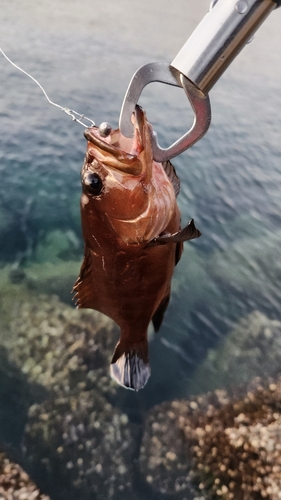 ヤミハタの釣果