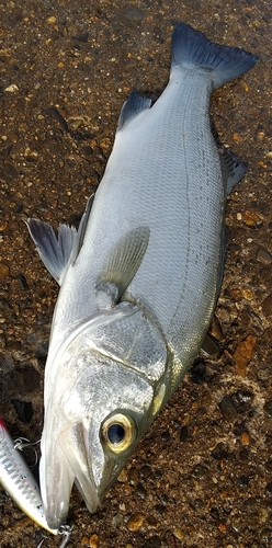 ヒラスズキの釣果