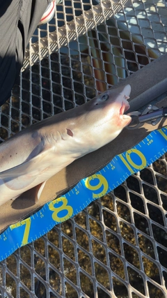 サメの釣果