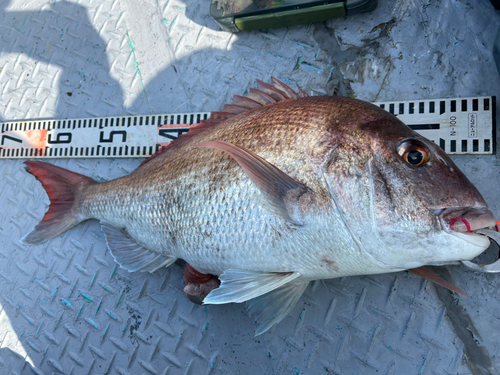 タイの釣果