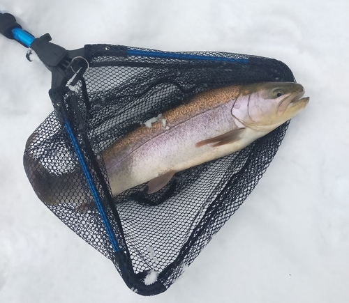 ニジマスの釣果