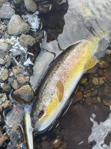 ブラウントラウトの釣果