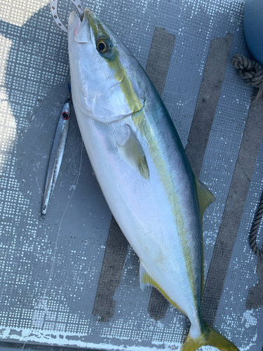 メジロの釣果