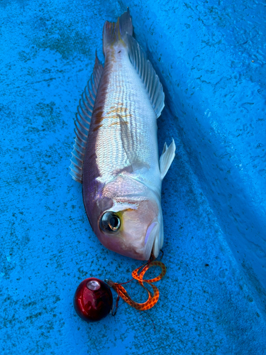 アマダイの釣果