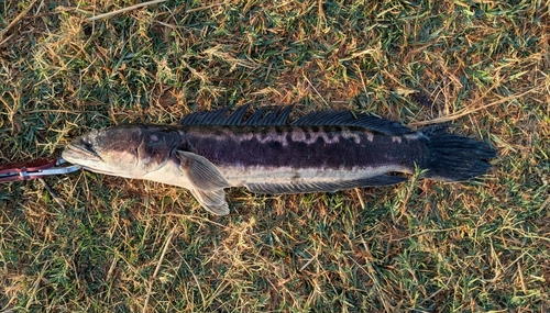 チャドーの釣果