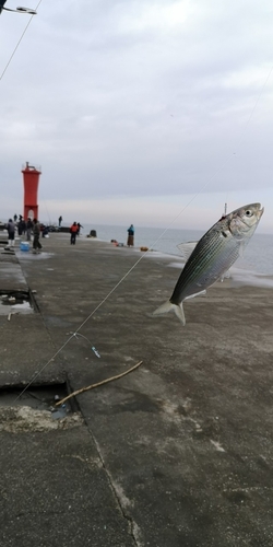 サッパの釣果