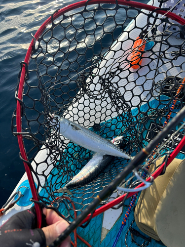 サバの釣果