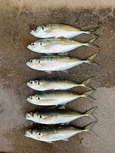 アジの釣果