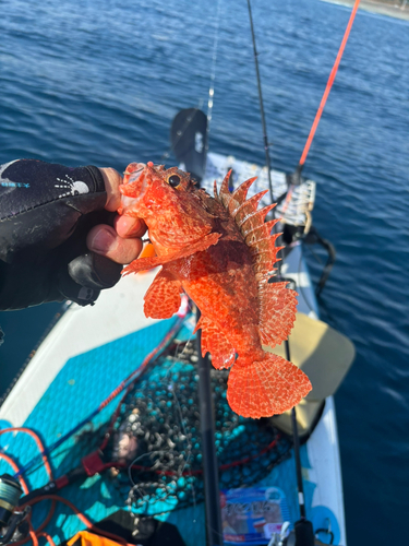 オニカサゴの釣果