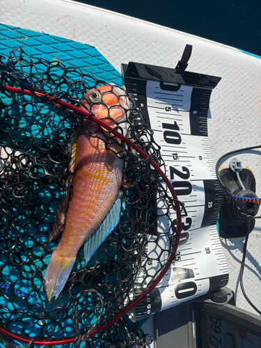 シロアマダイの釣果