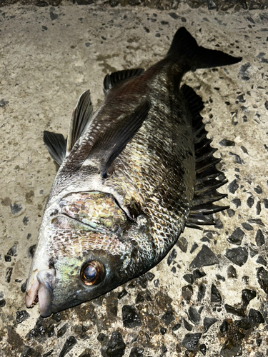 チヌの釣果