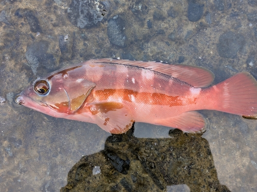 アカハタの釣果