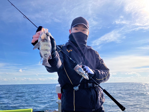 シロメバルの釣果