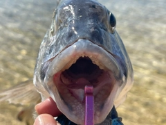 ミナミクロダイの釣果