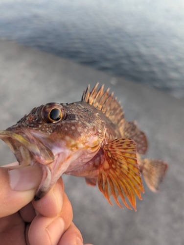 釣果