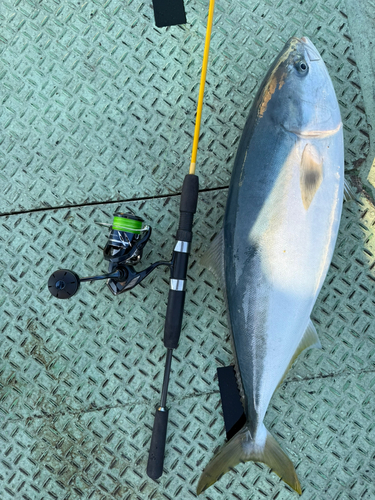 ブリの釣果