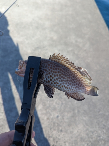 オオモンハタの釣果